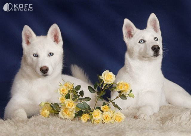 New stars of Moscow