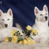 New stars of Moscow