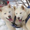 New stars of Moscow