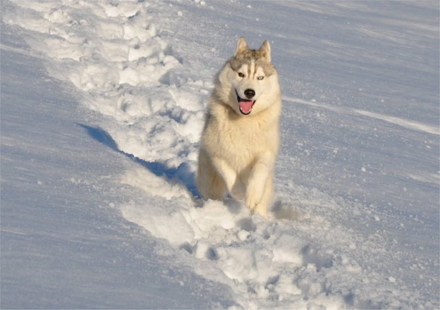 Nouvelles de Harctic et Halyeska