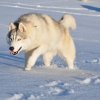 Harctic et Halyeska