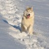 Nouvelles de Harctic et Halyeska