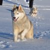 Nouvelles de Harctic et Halyeska