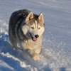 Nouvelles de Harctic et Halyeska