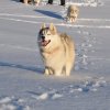 Nouvelles de Harctic et Halyeska