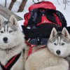 Nouvelles de Harctic et Halyeska