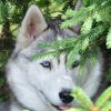 Nouvelles de Harctic et Halyeska