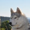 Nouvelles de Harctic et Halyeska