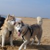 Nouvelles de Largo et Gandalf
