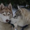news Haïya et Liubov's Haïko