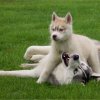 Haloo et Liubov's Irouk