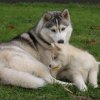 Liubov's Haloo et Liubov's Irouk