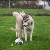 Liubov's Haloo et Liubov's Irouk