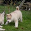 Liubov's Haloo et Liubov's Irouk