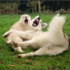 Liubov's Haloo et Liubov's Irouk