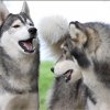 Liubov's Haloo et ses copains