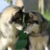 Liubov's Haloo et ses copains