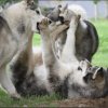 Liubov's Haloo et ses copains