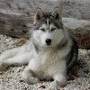 Liubov's Haloo et ses copains