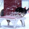Outchka à l'entraînement
