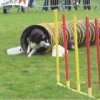 Outchka à l'entraînement