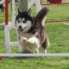 Outchka à l'entraînement