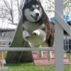 Outchka à l'entraînement
