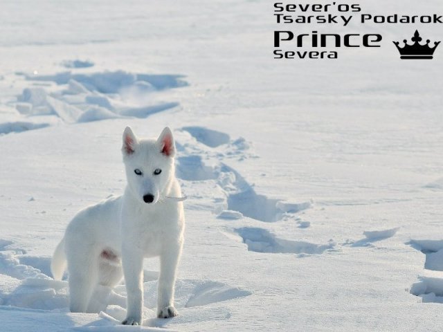 Prince severa