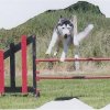 Uzzle, un nouveau champion