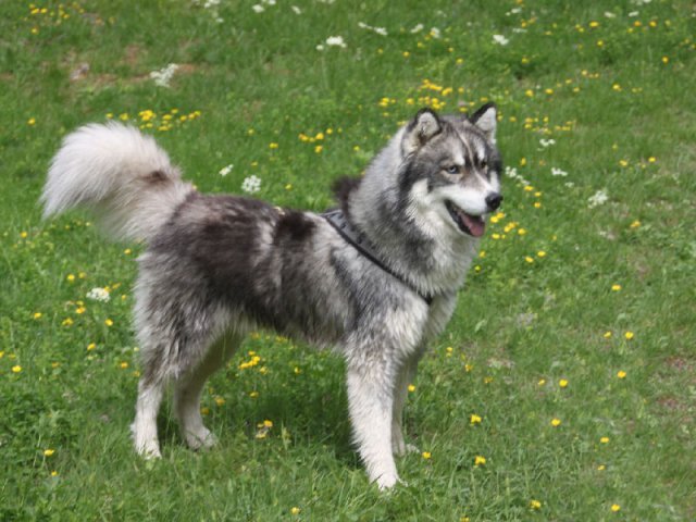 Vacances de Crypton, Polaire et Flosh - part1