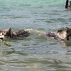Vacances de Crypton, Polaire et Flosh - part2