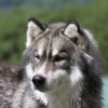 Vacances de Crypton, Polaire et Flosh - part2
