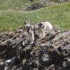 Vacances de Crypton, Polaire et Flosh - part2