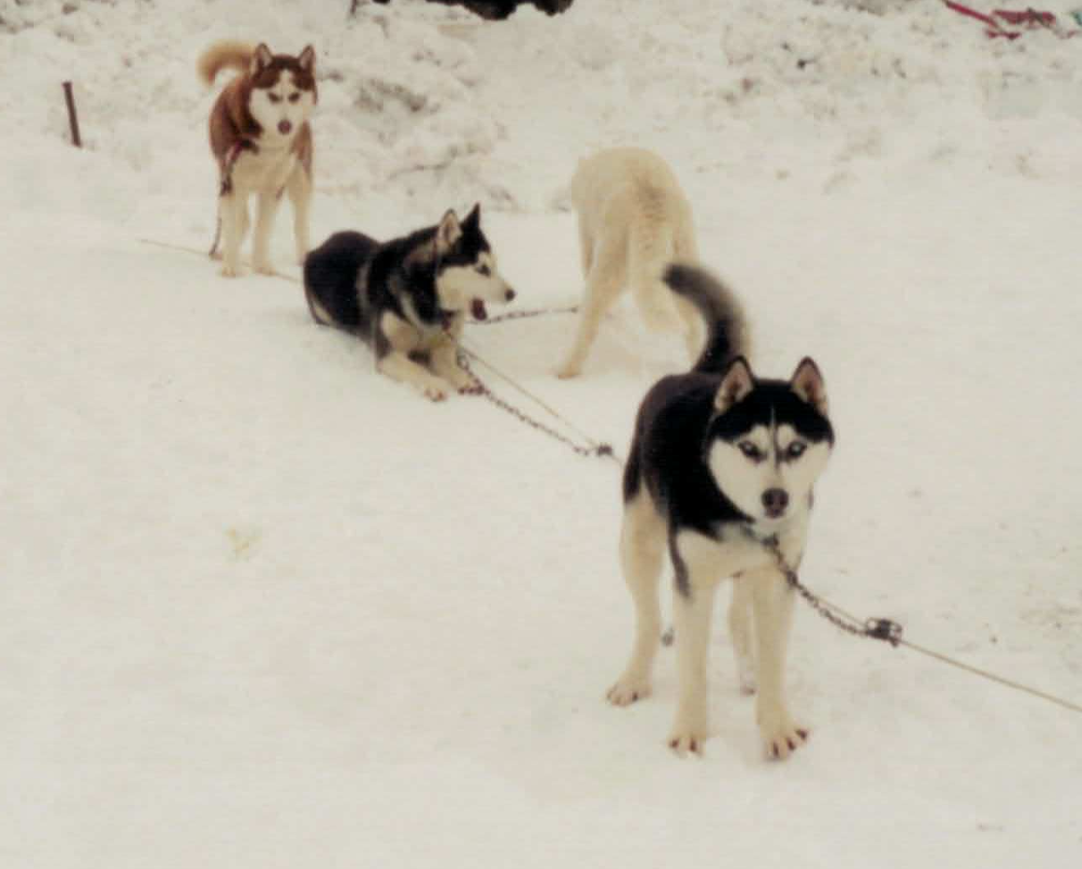 Sirius et tzarine stake