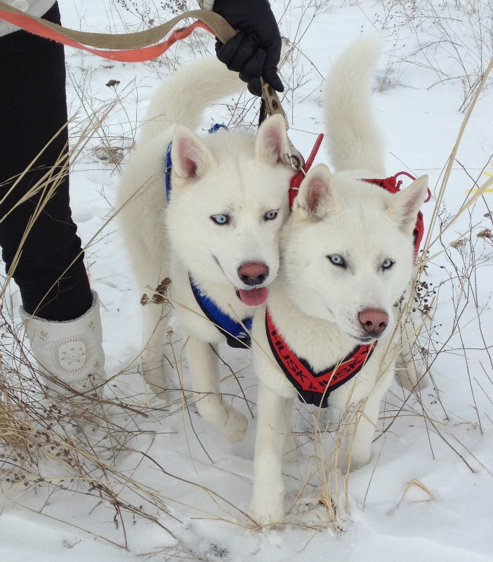 glakon et galaxie-03-2012