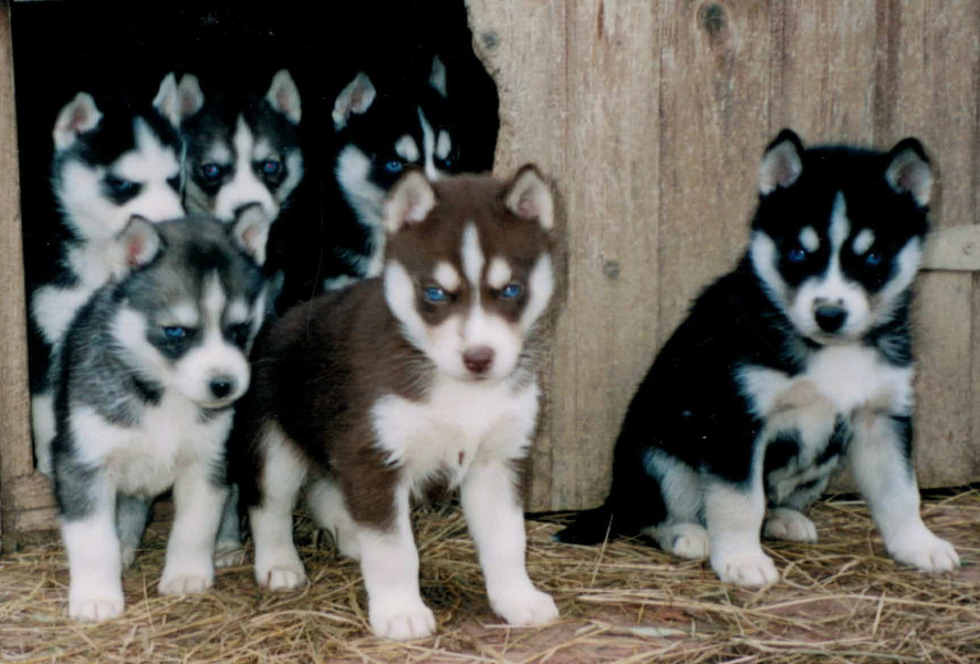 haltair chiots 2 archives