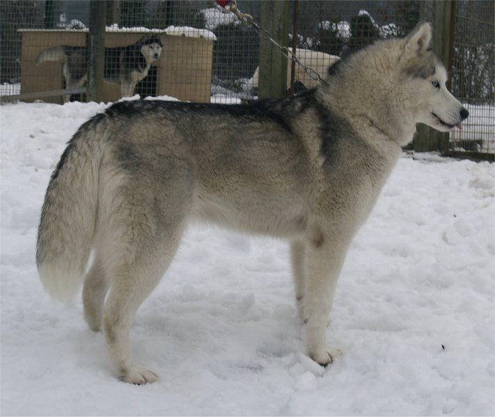 Nutak neige janvier 2010