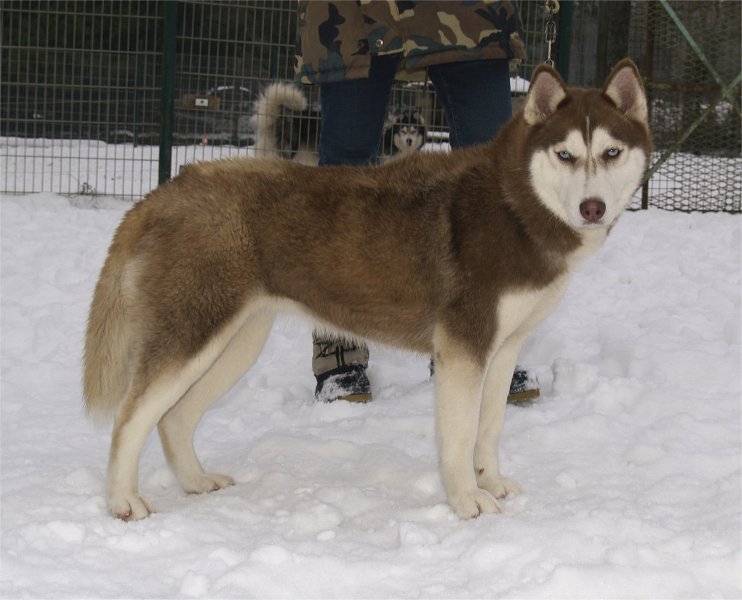 Liubov's d'am&eacute;thyste