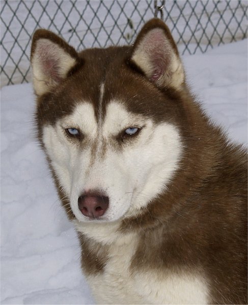 am&eacute;thyste tete neige