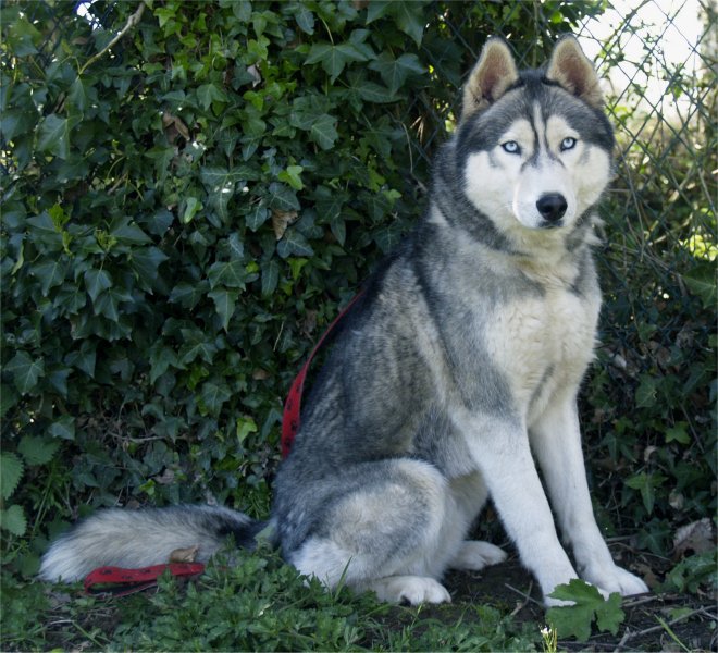 liubov's elann assis