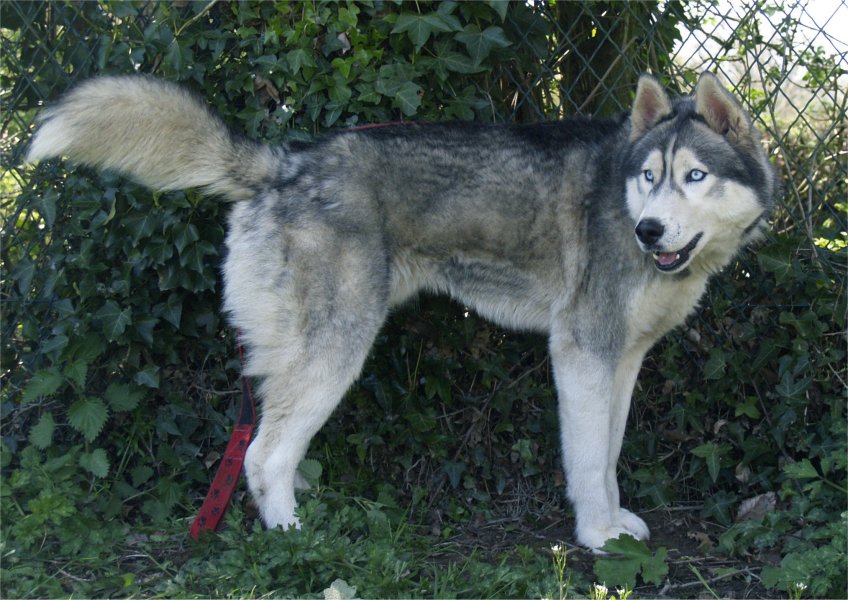 liubov's elann profil