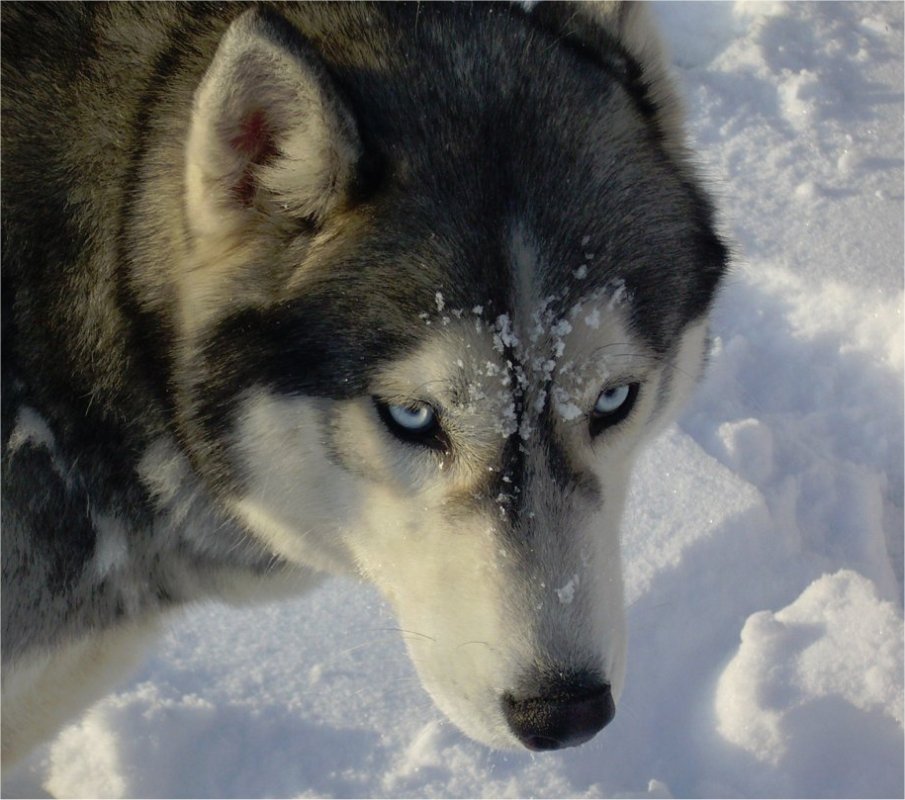liubov's elann tete neige