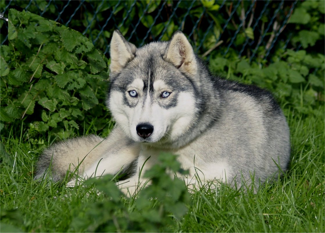 liubov's eternelle diamand 1 an