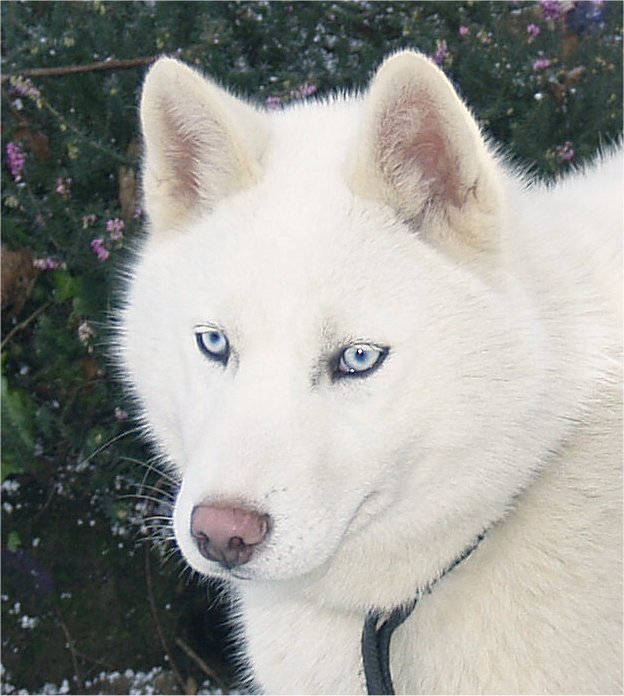 Liubov's Etoile de neige