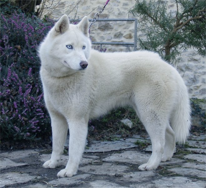 liubov's glace de neige 1 an 2