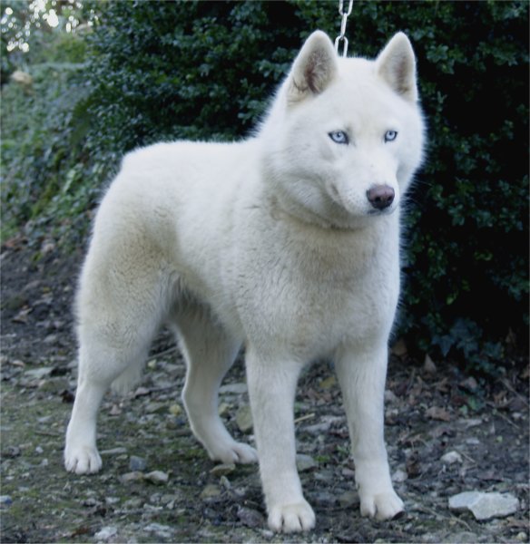 liubov's glace de neige 1 an