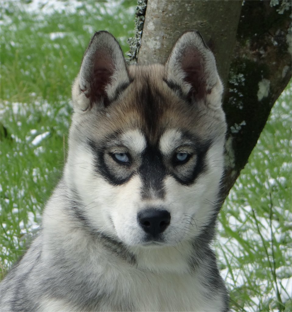 liubov's hekla de diamant 3 mois f2