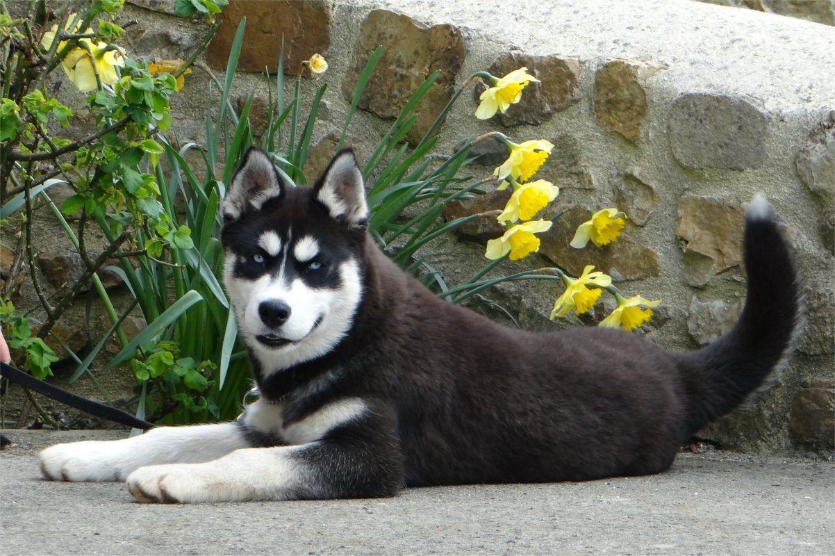 liubov's inja jonquilles