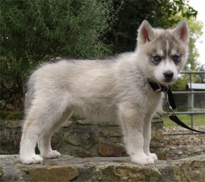 liubovs eternelle diamant 2 mois profil