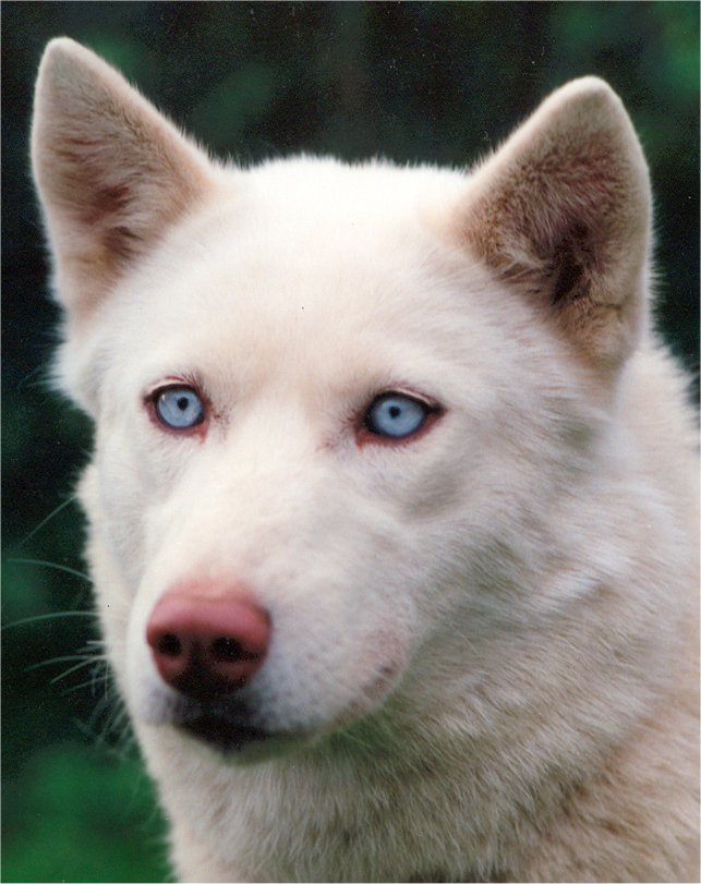 liubovs lune portrait